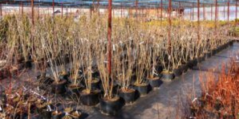 Co se vysazuje na podzim v zemi ze stromů a keřů